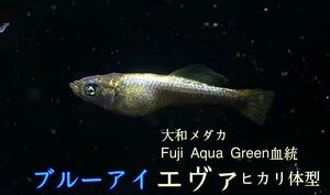 【大和メダカ】Fuji Aqua Green血統　エヴァヒカリ体型　ブルーアイ　極上個体　有精卵30+α (ミッドナイトフリル、コブラ、ネプチューン