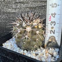 Copiapoa sp3 実生 （黒王丸×カルデナラ）×dura （cinerea×calderana）×Copiapoa dura _画像7