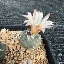 ハウエル二ギー5本　実生 turbinicarpus jauernigii _画像5