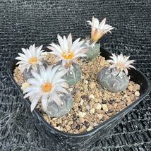 ハウエル二ギー5本　実生 turbinicarpus jauernigii _画像1