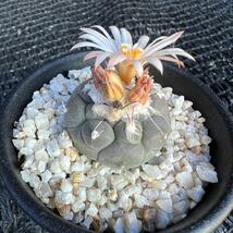 ハウエル二ギー　実生 turbinicarpus jauernigii _画像4