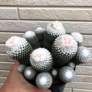 Epithelantha micromeris var. ungnispina エピテランサ　かぐや姫　群生　美株　特選　サボテン　多肉