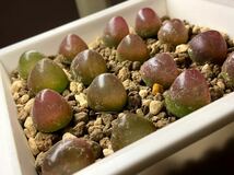 コノフィツム ブルゲリ16点　Conophytum _画像1