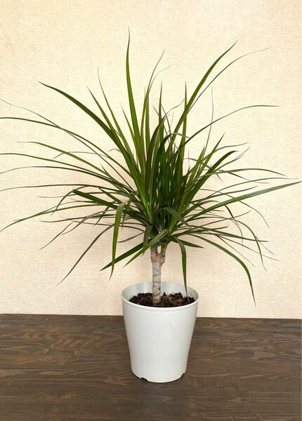 観葉植物 ドラセナ コンシンネ マジナータ 5号鉢サイズ 約65cm