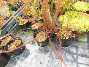 食虫植物 ドロセラ アカイトバモウセンゴケ 