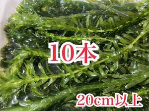 即決価格！送料無料 無農薬アナカリス10本 20cm前後 ザリガニ エビ 熱帯魚 めだか メダカ 金魚 金魚藻 金魚草 水草