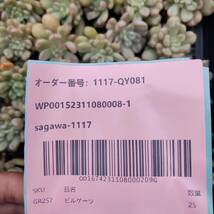 多肉植物25個 1117-QY081 ビルゲイツ エケベリア -千葉MS基地 入札前に送料を確認してください_画像3