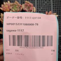 多肉植物23個 1117-QY158 シャンペーン エケベリア -千葉MS基地 入札前に送料を確認してください_画像3