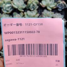 多肉植物25個 1121-QY158 スリョン（睡蓮） エケベリア -千葉MS基地 入札前に送料を確認してください_画像3