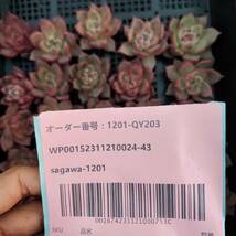 多肉植物25個 1201-QY203 ピンクハニー エケベリア　カット -千葉MS基地 入札前に送料を確認してください_画像3