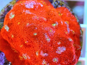  [ Echinophyllia sp. (Chalice coral) ] キッカサンゴ レッド