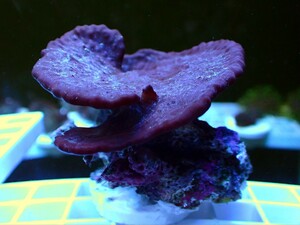 [ Purple Blue Plating Photosynthetic Sponge ] 好日性パープルブルー カップ スポンジ(海綿類) 