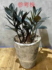 ZR27 ザミオクルカス レイヴン Zamioculcas zamifolia 'Raven'