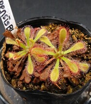 【オリジナル交配】D.capensis x spathulata モウセンゴケ　食虫植物　ドロセラ　観葉植物_画像3