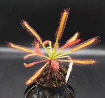 【古き良き】D.capensis ビオパルコ三明　食虫植物　ドロセラ　モウセンゴケ　観葉植物_画像2