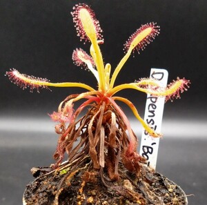 【茎立カペンシス】D.capensis ' Bainskloof pass ' RSA　食虫植物　モウセンゴケ　ドロセラ