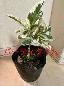 斑入り紫陽花パーティタイム、ラストです