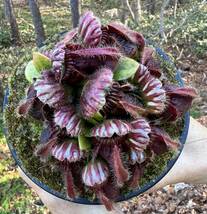 Cephalotus follicularis very nice dark cione CS・セファロタス・ベリーナイス ダーク・食虫植物・観葉植物・熱帯植物・山野草_画像2