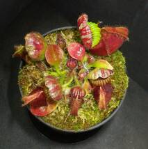 Cephalotus follicularis ”seedling Hummers Giant”・ハマーズジャイアント ・食虫植物・観葉植物・熱帯植物・パルダリウム・山野草_画像7