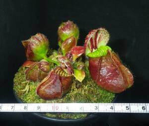 Cephalotus follicularis ”seedling Hummers Giant”・ハマーズジャイアント ・食虫植物・観葉植物・熱帯植物・パルダリウム・山野草