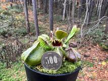 Cephalotus follicularis ”seedling Hummers Giant”・ハマーズジャイアント ・食虫植物・観葉植物・熱帯植物・パルダリウム・山野草_画像9