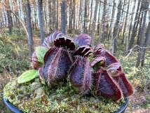 Cephalotus follicularis very nice dark cione CS・セファロタス・ベリーナイス ダーク・食虫植物・観葉植物・熱帯植物・山野草_画像7