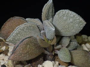 Peperomia hutchisonii・ペペロミア ハッチソニ・珍種・多肉植物・塊根・コーデックス塊茎・観葉植物・山野草・原種・サボテン