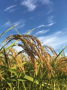 令和5年産 減農薬 農家直送 茨城県産 ミルキークイーン 玄米30㎏(米袋込み)