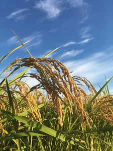 令和5年産 減農薬 農家直送 茨城県産 ミルキークイーン 玄米30㎏(米袋込み)①