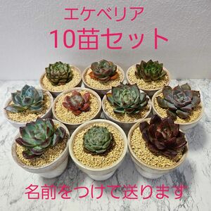 【多肉植物】エケベリア 10株セット 【カット苗】