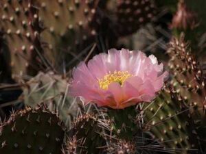 opuntia xanthostemma オプンチア サボテン 多肉植物 団扇サボテン ドライガーデン