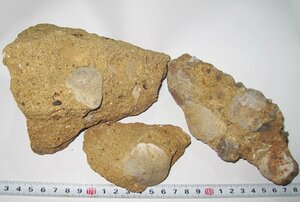 日本の化石　島根県乃白町の腕足/タテスジホウズキガイ　殻残り母岩３個セット
