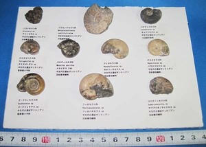 日本の化石　北海道のアンモナイト　１０種セット/no2