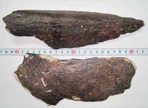 日本の化石　香川県丸亀市沖瀬戸内海のナウマン象の骨/２個セット