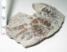 日本の化石　静岡県静岡市のカニ化石/稀産の大きめのカニ（ガザミ類？）_画像2