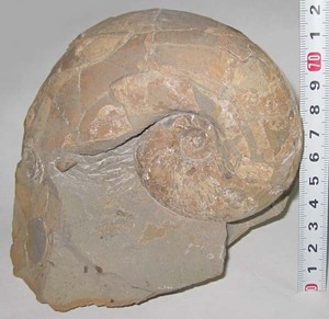 日本の化石　北海道小平のアンモナイト/テトラゴニテス　大型約１２ｃｍ/１．２ｋｇ