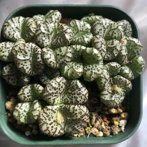 コノフィッツム　conophytum obcordellum 