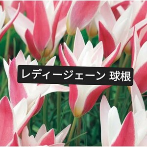 原種チューリップ レディージェーン球根 1球の値段です 1個〜複数の秋植え球根たくさん出品しています 好きな物合わせて同梱可能