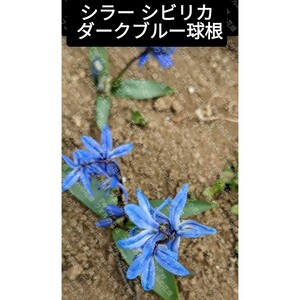 シラー シビリカ ダークブルー 球根1球 濃青が綺麗な小さなお花 