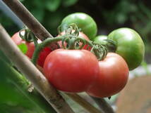 アロイトマト　種　15粒　由来明記　素性明記　固定種　トマト種　野菜種　アロイトマト純正種　無農薬 　栽培資料１点付き　_画像5
