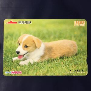 2008年8月25日発売柄ー犬シリーズ「ウェルシュコーギー」ー阪急ラガールカード(使用済スルッとKANSAI)