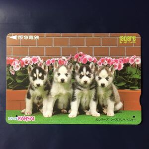 2000年8月1日発売柄ー犬シリーズ「シベリアンハスキー」ー阪急ラガールカード(使用済スルッとKANSAI)