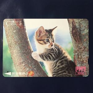 1995年8月15日発売柄ー仔猫シリーズ「Cat’s-2」後年再販版ー阪急ラガールカード(使用済スルッとKANSAI)