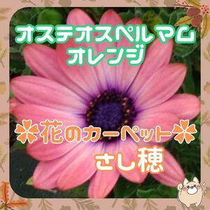 ◆送料\73~葉は柑橘系香挿し穂4本③◆花のカーペット◆オステオスペルマム◇オレンジ