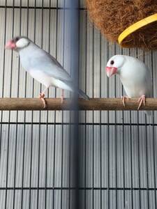 文鳥 白×シルバー 卵5個セット