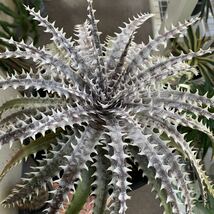 Dyckia Arizona x Mercury Sueb Anyamaneetrakul’s hyb.ディッキア_画像3