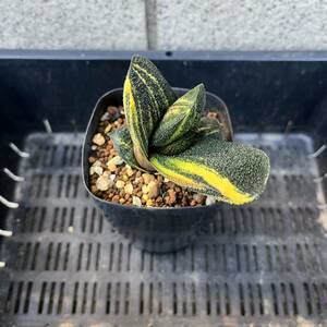 【多肉植物】ガステリア　黒春鶯囀錦のカキ仔(Gasteria batesiana)【Gasteria】