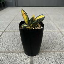 【多肉植物】ガステリア　黒春鶯囀錦のカキ仔(Gasteria batesiana)【Gasteria】_画像1