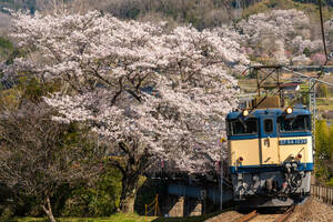 鉄道 デジ 写真 画像 EF64 貨物列車 伯備線 22