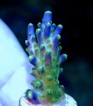 超激レア　ネームド個体【CE Violet Crumble acropora 】色揚げ個体　Coral Essentials sustainable reef　オーストラリア産サンゴ_画像1